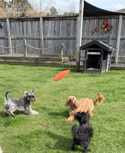 Load image into Gallery viewer, ‘Dog O Soar’ Frisbee