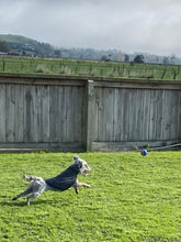 Load image into Gallery viewer, Animal Outfitters Alpine Blue Stripe Merino Dog Sweater
