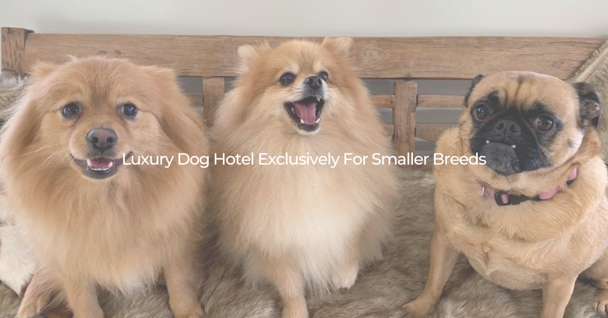 Small Dog Boarding NZ | Boutique Luxury Kennels – Woof Woof Ranch
– WoofWoof Ranch